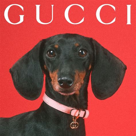 gucci hashtag campaign|gucci pet show 2023.